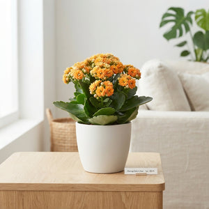 Orange Double Kalanchoe (Kalanchoe) – 12cm Pot