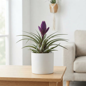Purple Tillandsia Air Plant – 12cm Pot, 55cm High