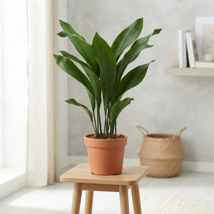 Cast Iron Plant (Aspidistra elatior) – 17cm Pot