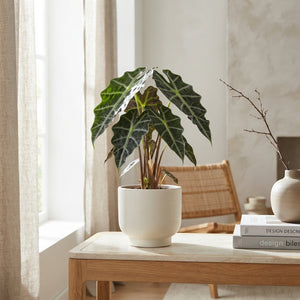 Alocasia Polly (Alocasia x amazonica) – 17cm Pot