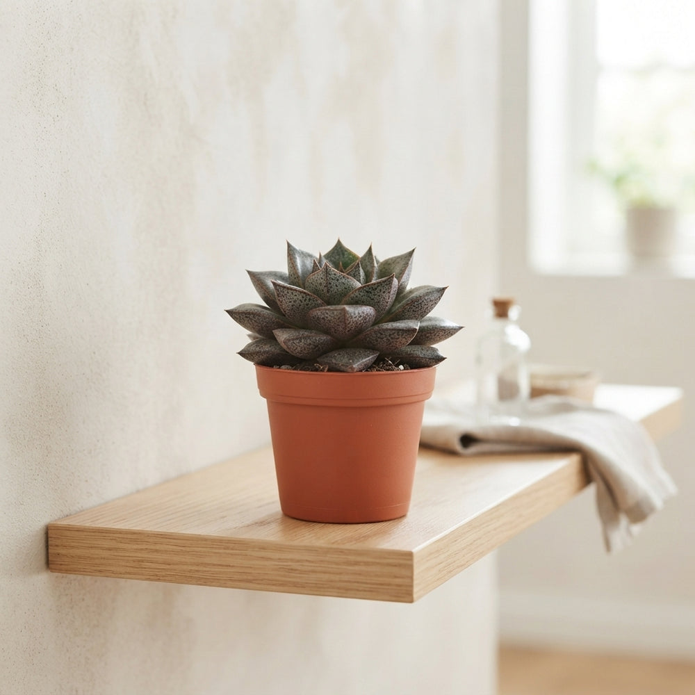 Echeveria purpusorum Succulent – 5.5cm Pot