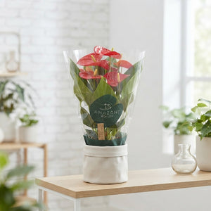 Mixed Anthurium Houseplant – 12cm Pot, 35cm High