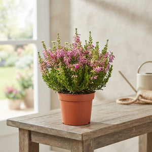Winter-Flowering Erica (Erica verticillata) – 13cm Pot