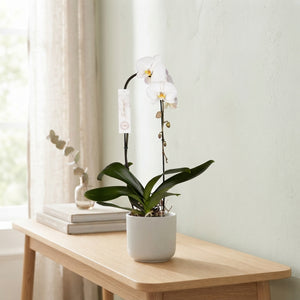White Phalaenopsis Orchid – 15cm Pot, 80cm Tall