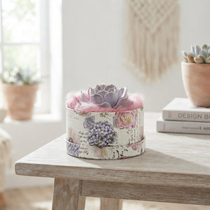 Echeveria Love Box Arrangement – 16cm Pot