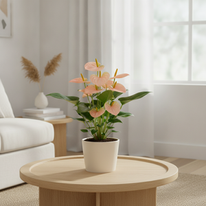 Flamingo Flower (Anthurium 'An Spirit') – Peach‑Pink, 12cm Pot, approx. 40cm