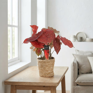 Mixed Caladium ‘Ruby’ – 17cm Pot, 45cm High