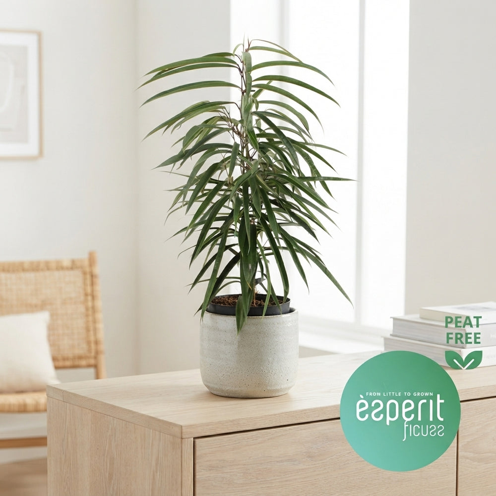 Ficus Alii (Ficus binnendijkii) – 17cm Pot, 70cm High