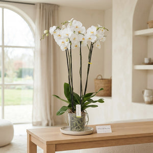 White Phalaenopsis Orchid – 4 Stem, 17cm Pot