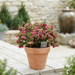 Red Pernettya Mucronata – 14cm Pot