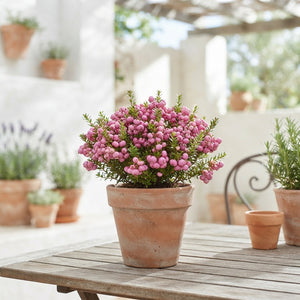 Mixed Gaultheria Wintergreen – 10.5cm Pot