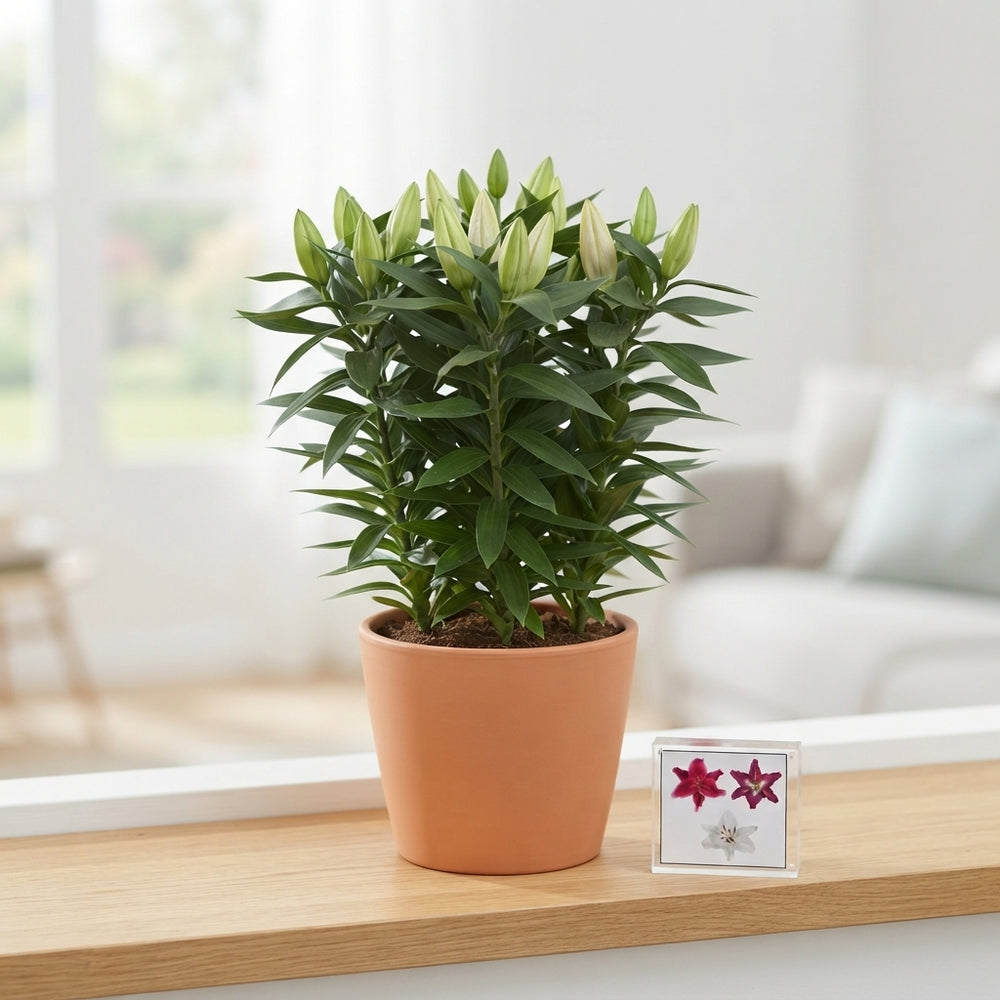 Blush Oriental Lily (Lilium) – 19cm Pot, 50cm High