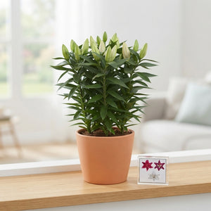 Blush Oriental Lily (Lilium) – 19cm Pot, 50cm High
