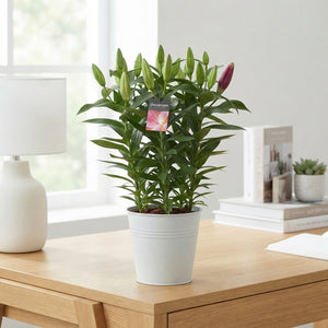 Mixed Oriental Lilies – 19cm Zinc Bucket