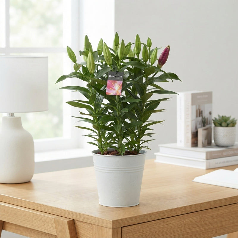 Mixed Oriental Lilies – 19cm Zinc Bucket