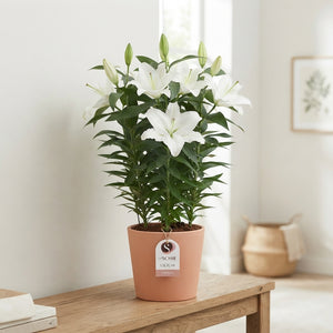 White Oriental Lily (Lilium) – 19cm Pot