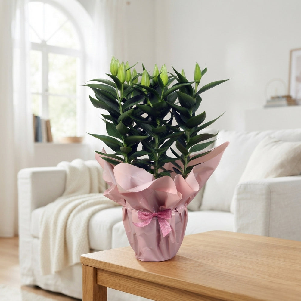 Pink Oriental Lily (Lilium) – 19cm Pot