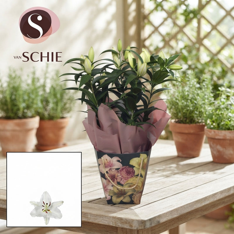 Mixed Oriental Lily Plant – 19cm Pot, 50cm High