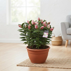 Pink Oriental Lily ‘Lil Or Rascal’ – 25cm Pot