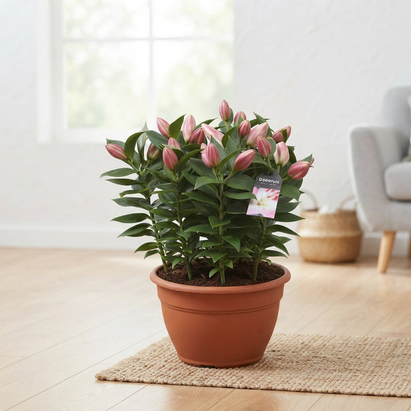 Pink Oriental Lily ‘Lil Or Rascal’ – 25cm Pot