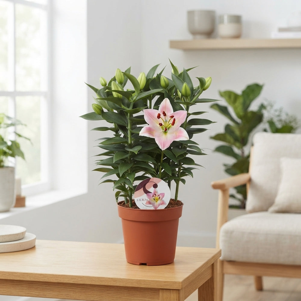 Pink Oriental Lily (Lilium) – 19cm Pot
