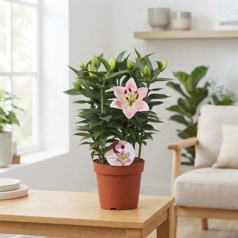 Pink Oriental Lily (Lilium) – 19cm Pot