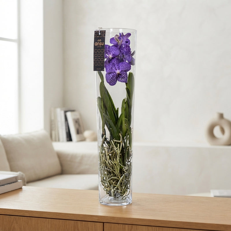 Blue Vanda Orchid 'Michelle' – 17cm Pot