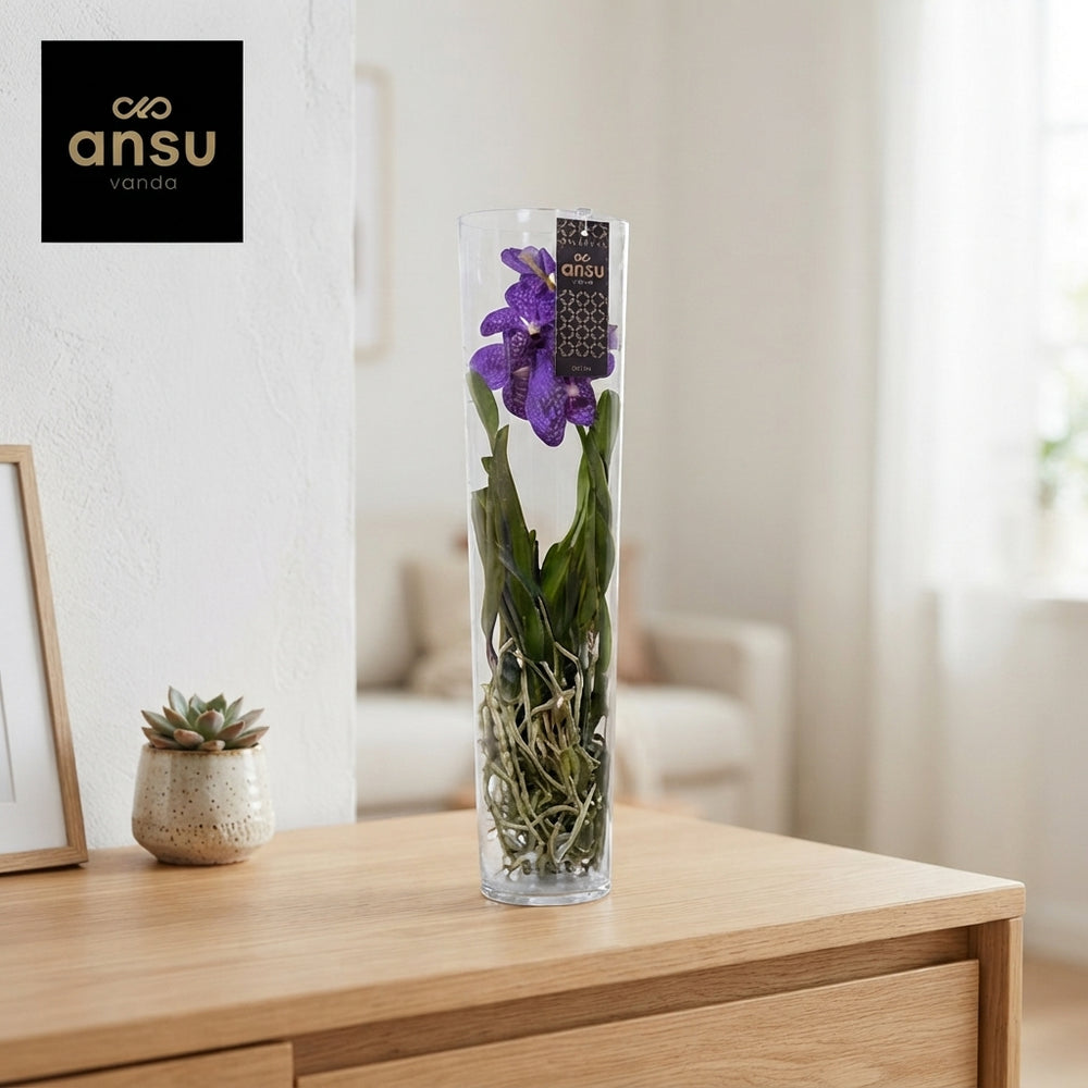 Mixed Vanda Orchid ‘Michelle’ – 17cm Glass Pot