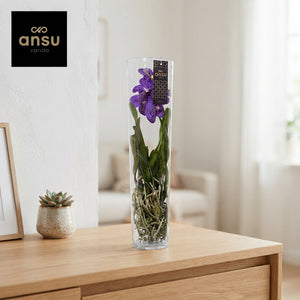 Mixed Vanda Orchid ‘Michelle’ – 17cm Glass Pot