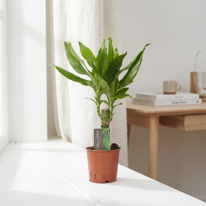 Dracaena fragrans Green Houseplant – 11cm Pot, 45cm
