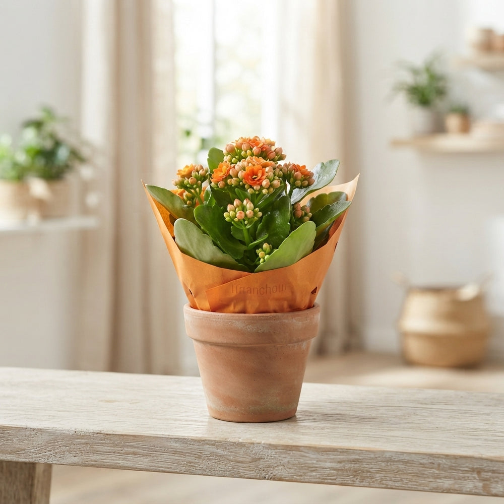 Orange Double Kalanchoe (Kalanchoe) – 12cm Pot