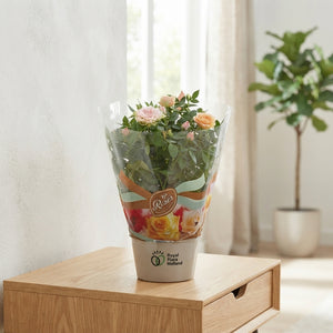 Rose Plant ‘Favourite Rose’ – 20cm Pot