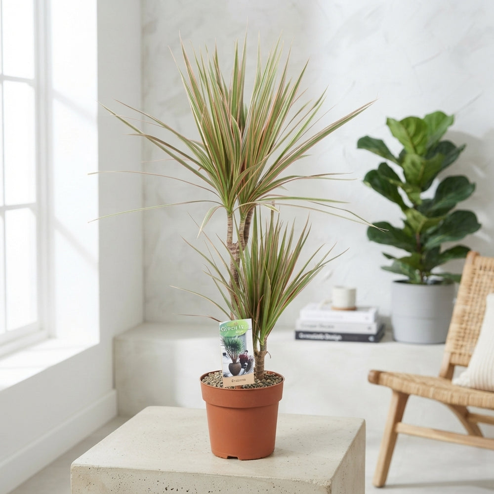 Dragon Tree (Dracaena marginata) – 17cm Pot