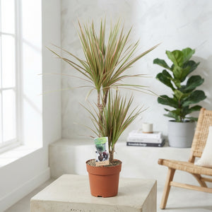 Dragon Tree (Dracaena marginata) – 17cm Pot