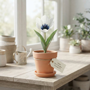 Tulipa Alba Coerulea Flower Bulbs – Pack of 5