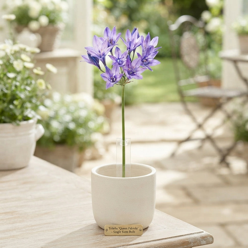 Tritelia 'Koning Fabiola' Flower Bulbs – 5/6