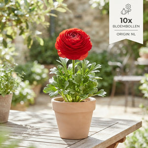 Red Ranunculus asiaticus Flower Bulbs – Pack of 10