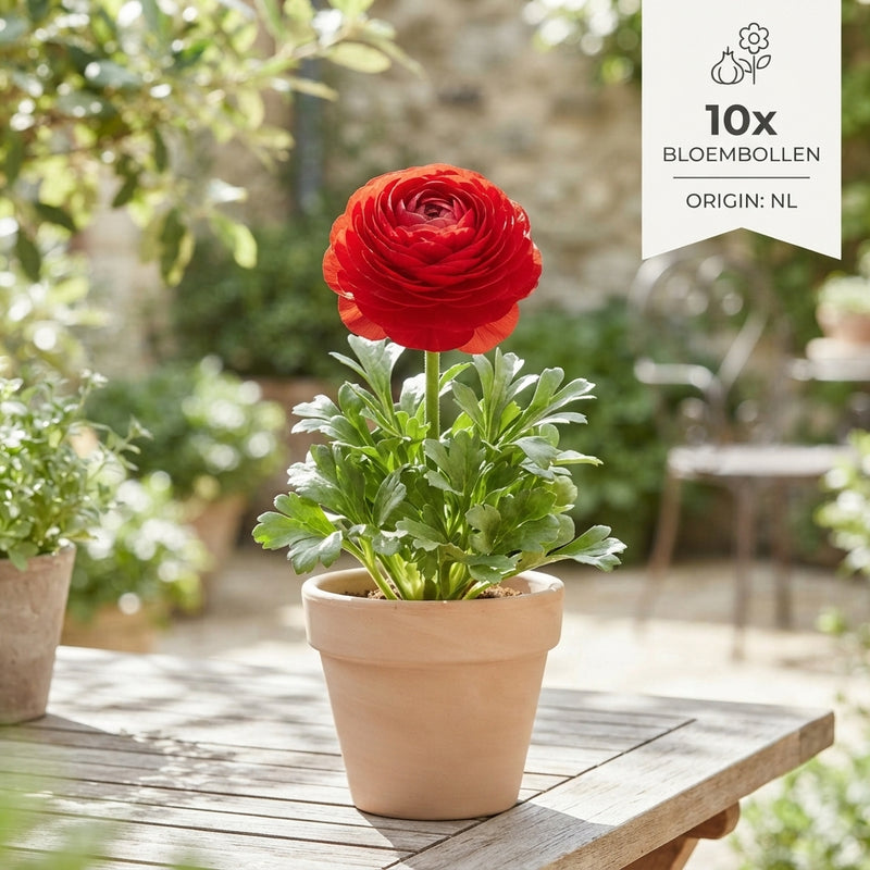 Red Ranunculus asiaticus Flower Bulbs – Pack of 10