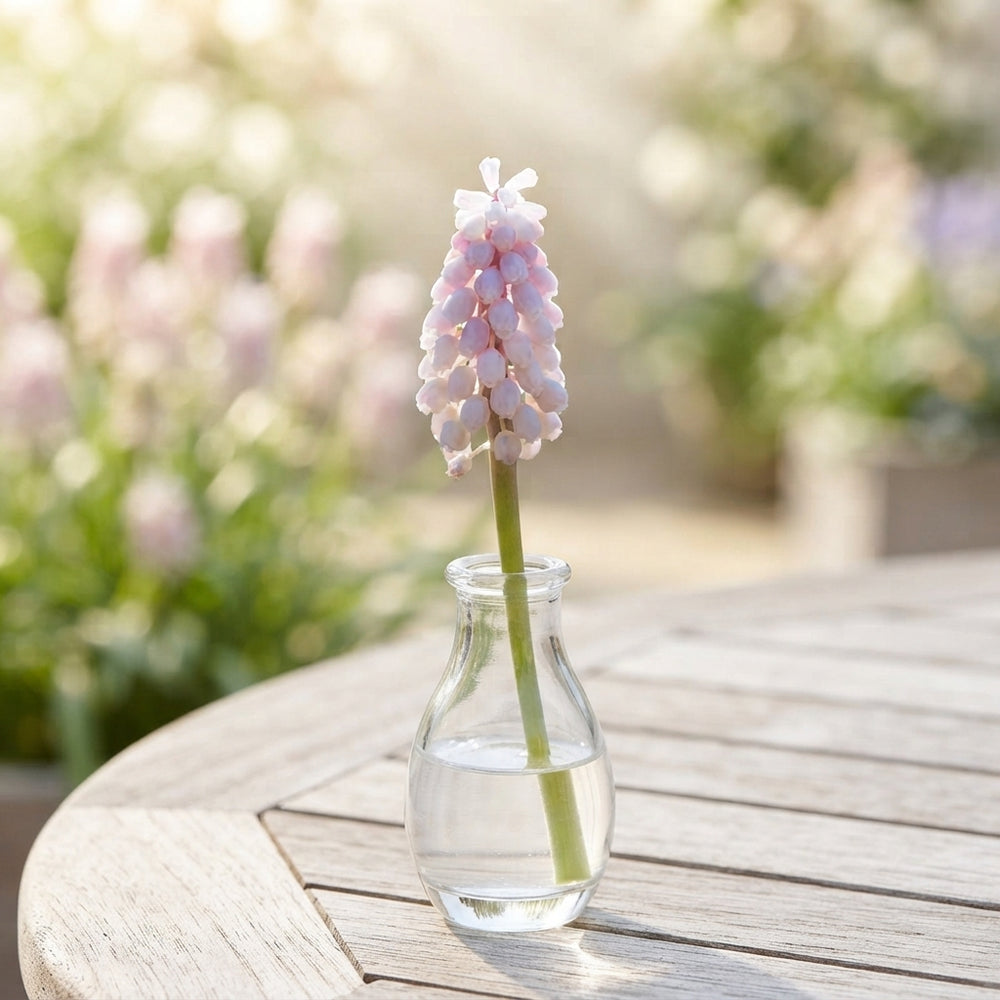 Muscari 'Pink Sunrise' Grape Hyacinth Bulbs – Pack of 5