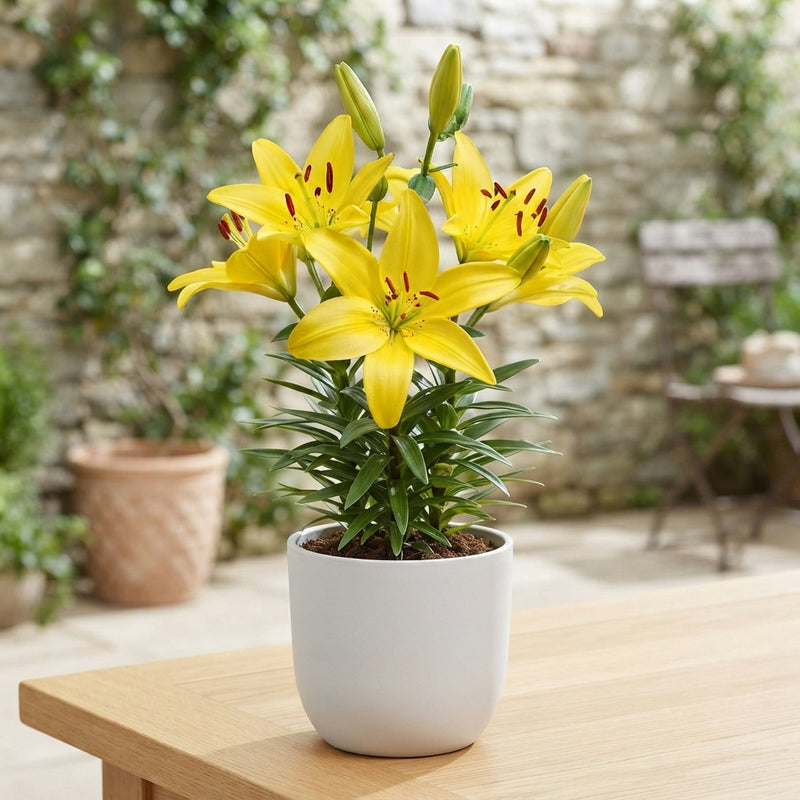 Yellow Asiatic Lily Bulb – Lilium asiaticum