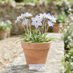 Wisley Blue Spring Starflower Bulbs (15 Bulbs)