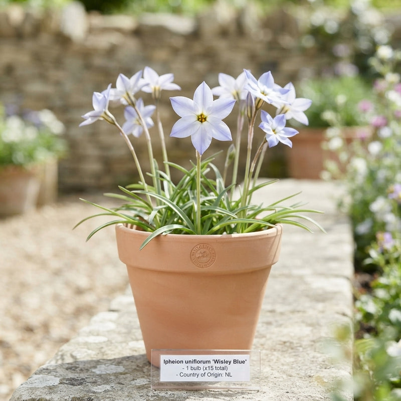 Wisley Blue Spring Starflower Bulbs (15 Bulbs)