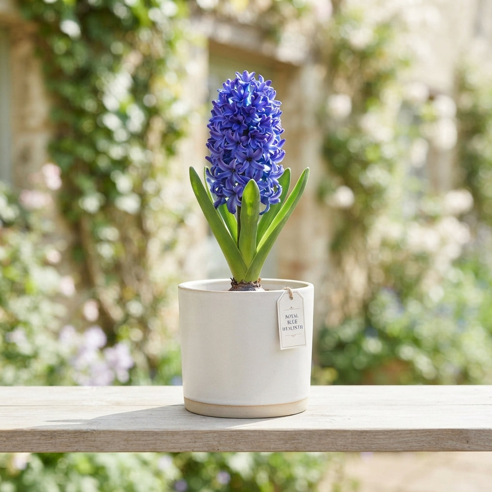 Mixed Hyacinth Bulbs (Hyacinthus) – Pack of 5