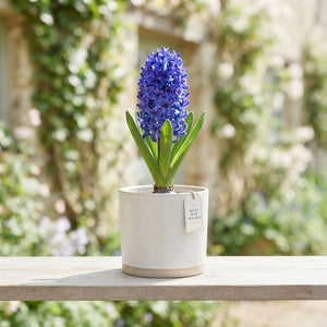 Mixed Hyacinth Bulbs (Hyacinthus) – Pack of 5