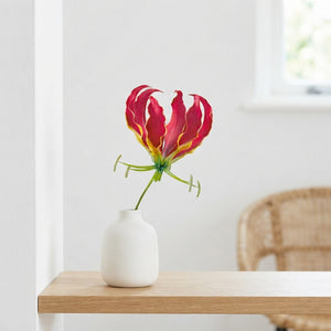 Gloriosa Rothschildiana Climbing Lily Bulb – 15/20