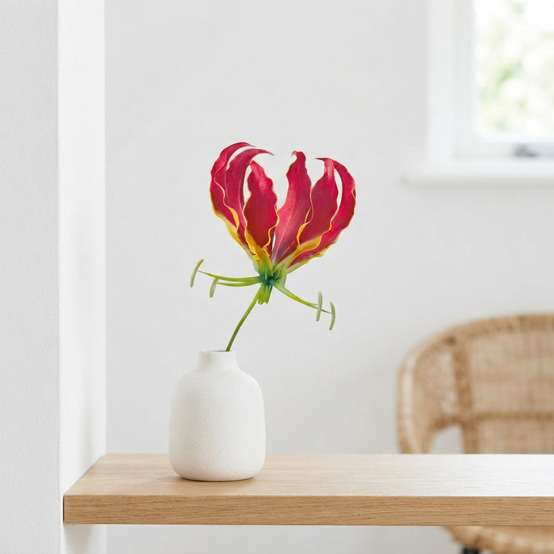 Gloriosa Rothschildiana Climbing Lily Bulb – 15/20