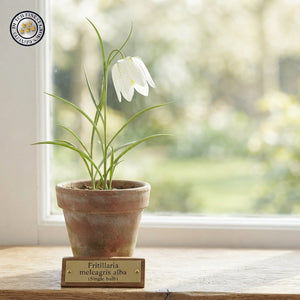 White Fritillaria meleagris Alba Flower Bulbs