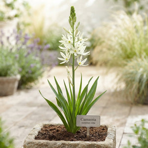 Camassia leichtlinii ‘Alba’ White Flower Bulbs – Pack of 3