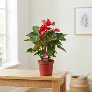 Mixed Anthurium Houseplant – 17cm Pot, 60cm Tall