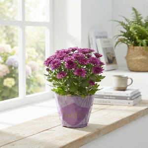 Mixed Chrysanthemum – 10.5cm Pot